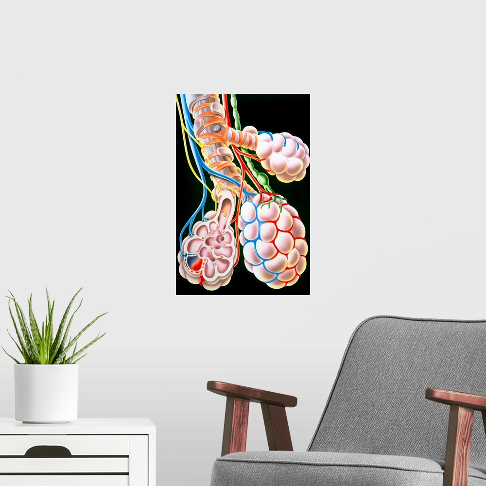 A modern room featuring Illustration of lung bronchioles and alveoli. The lung consists of many branched air passages cal...