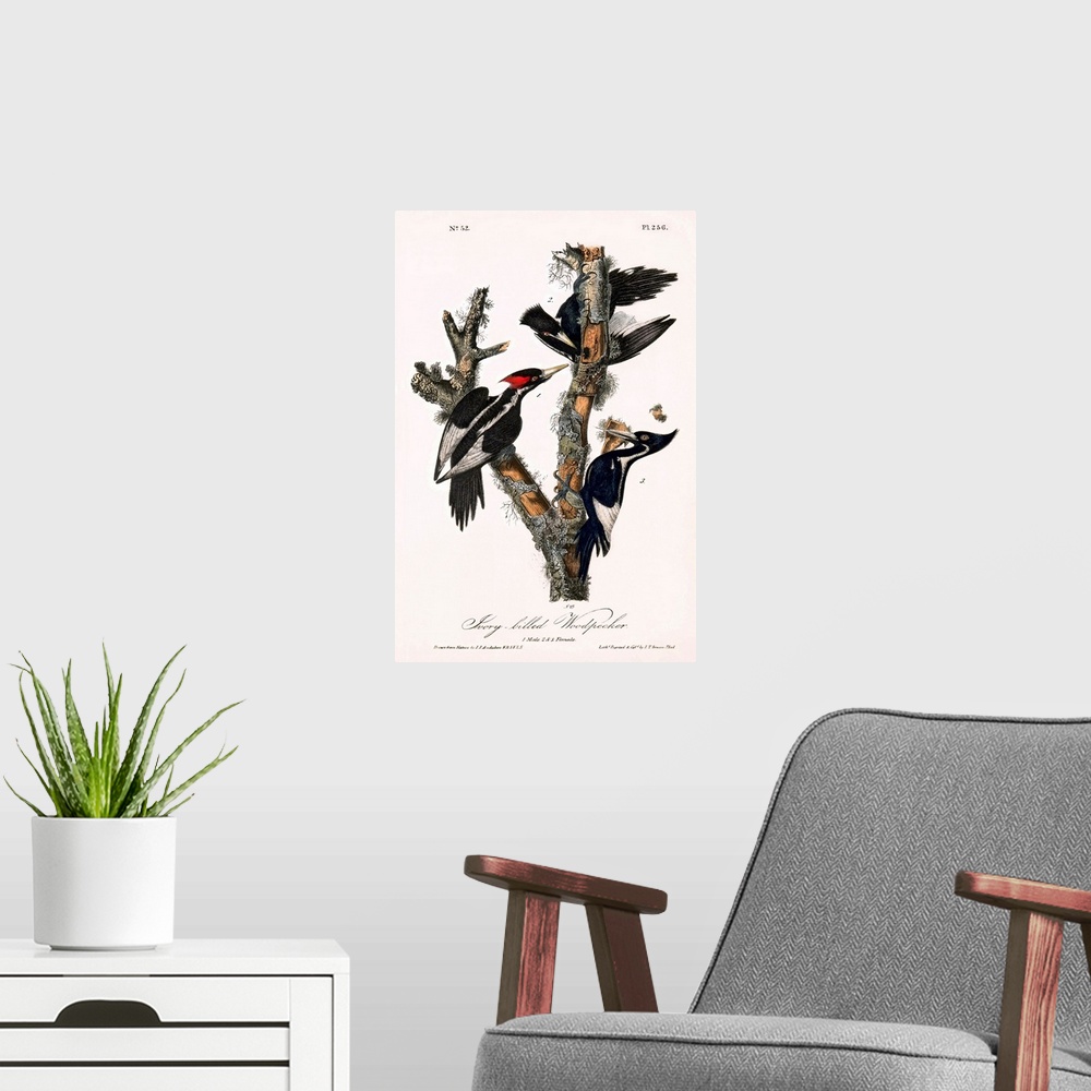 A modern room featuring Ivory-billed woodpeckers (Campephilus principalis), historical artwork. This artwork is from The ...