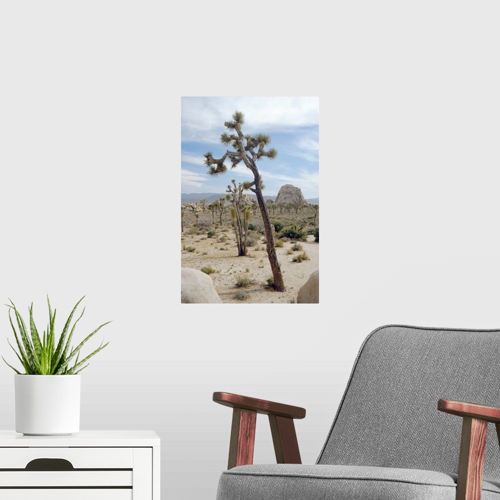 A modern room featuring Joshua trees (Yucca brevifolia). These short- leaved yucca plants live only in south-western USA ...