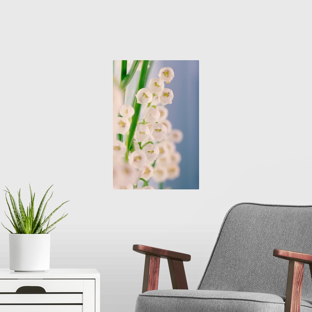 A modern room featuring Lily of the valley (Convallaria majalis) flowers. This flower is native to both Eurasia and easte...