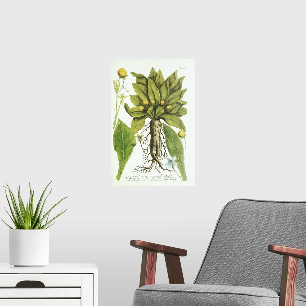 A modern room featuring Mandrake plant, historical artwork. Different parts of the plant are shown in this botanical artw...