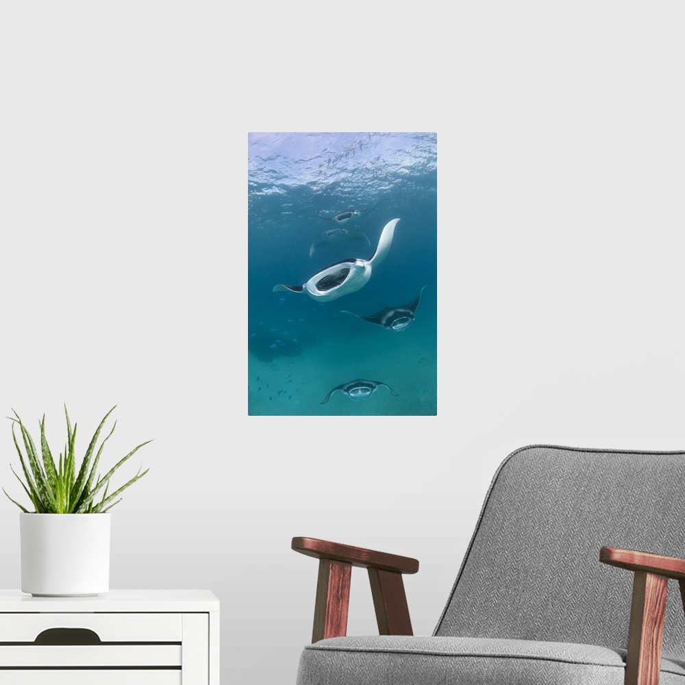A modern room featuring A group of many manta rays, Manta birostris, feeding in formation. Many manta gather together in ...