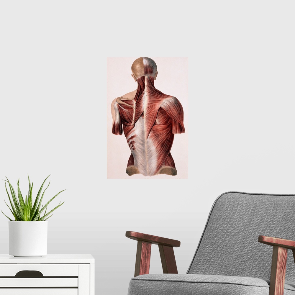 A modern room featuring Muscles of the back, historical artwork. The skin and fascia (connective tissue) have been remove...