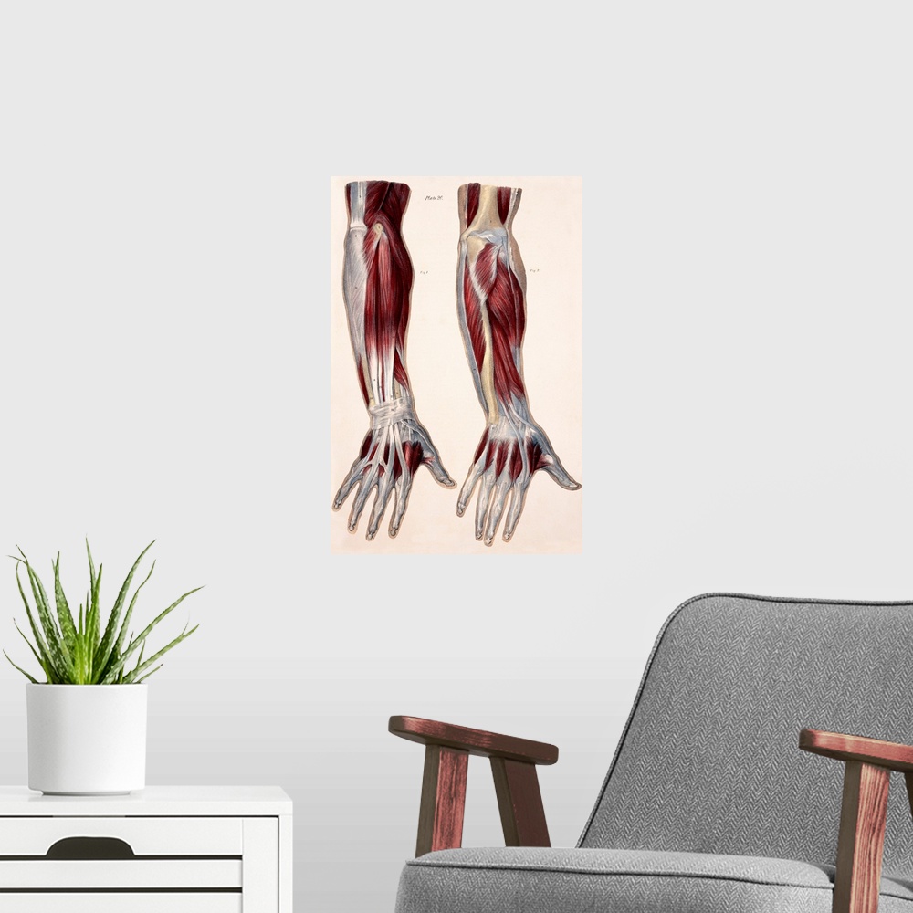 A modern room featuring Muscles of the forearm, historical artwork. The figure at left shows the first layer of muscles (...