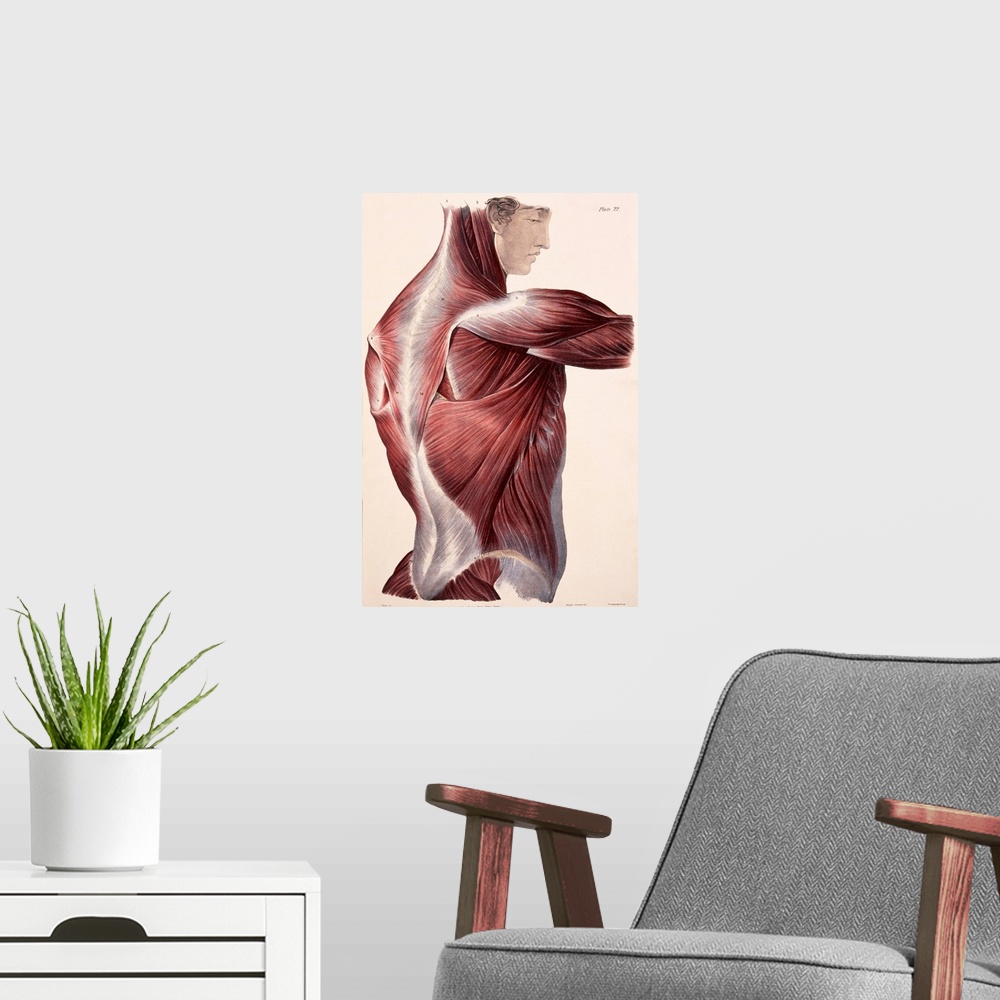 A modern room featuring Muscles of the side and back, historical artwork. The skin and fascia (connective tissue) have be...