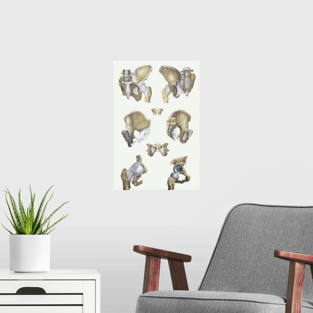 A modern room featuring Pelvis bones and ligaments. Historical anatomical artwork of pelvis bones (yellow) and ligaments ...