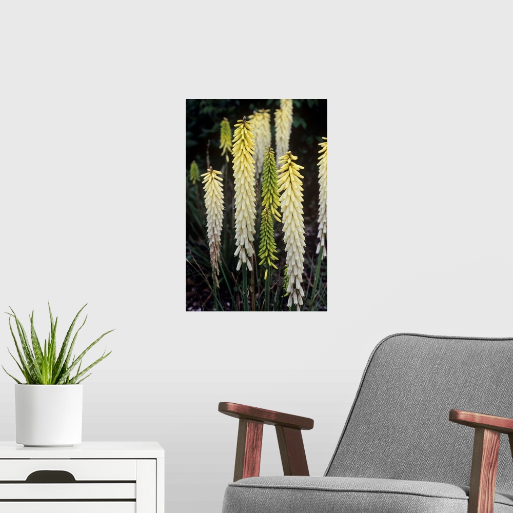 A modern room featuring Red hot poker flowers (Kniphofia 'Little Maid').