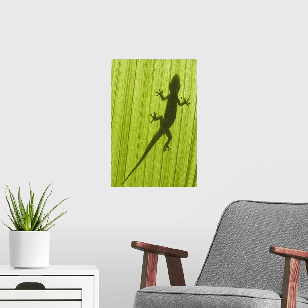 A modern room featuring Gecko silhouette on palm frond, taken from below the leaf. Geckos can be found all over the Maldi...