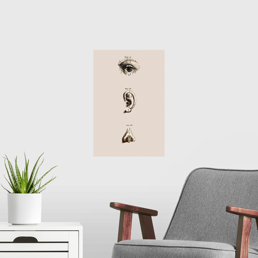 A modern room featuring Surface anatomy of the eye, ear and nose. Artwork from Guilio Cesare Casseri and Adriaan van de S...
