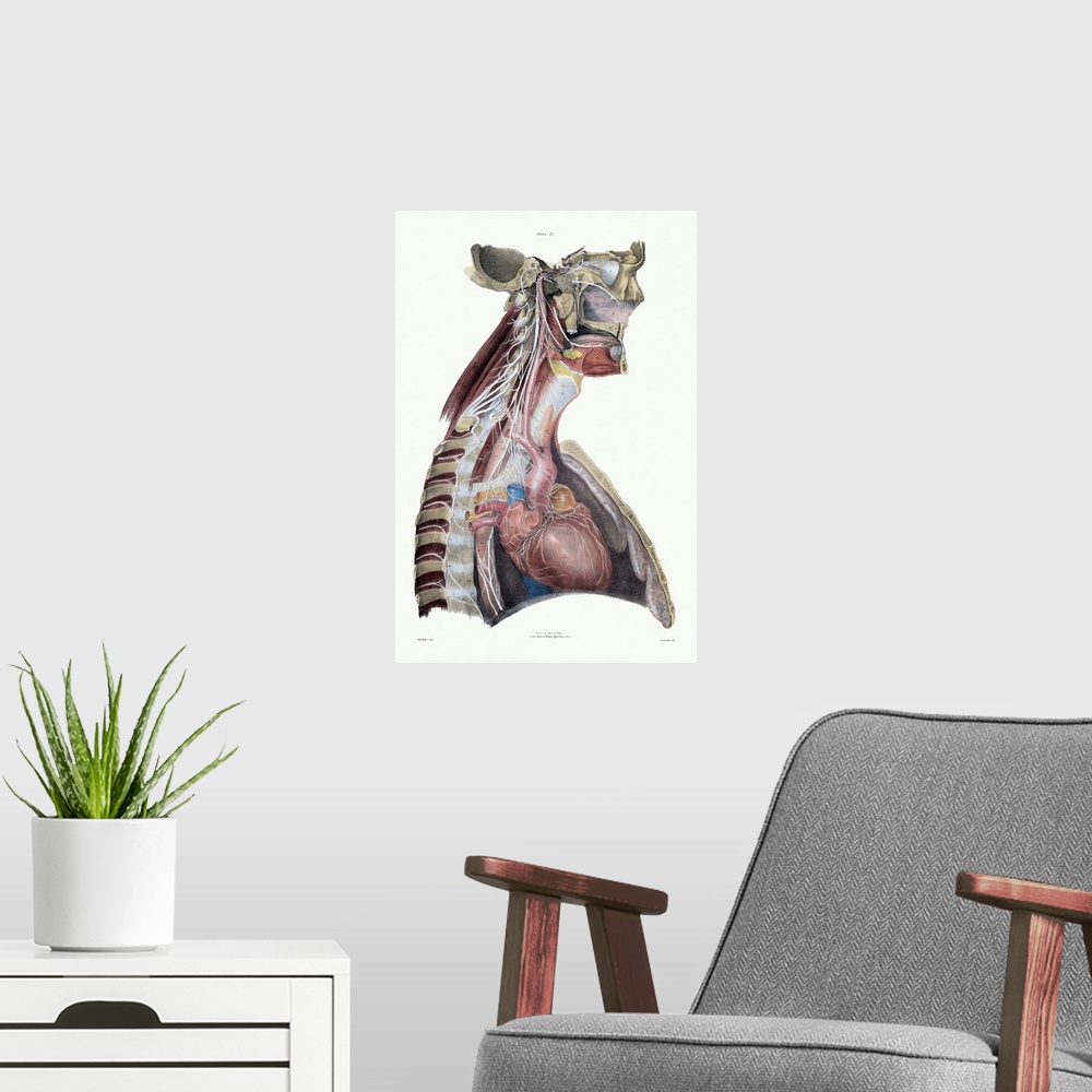 A modern room featuring Sympathetic nerves in the upper body. Historical anatomical artwork of a side view of a dissected...