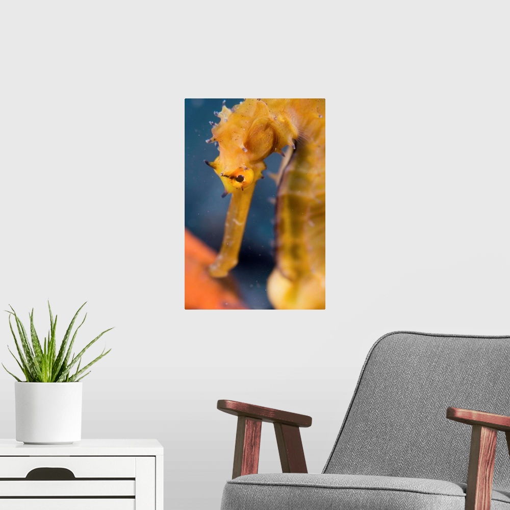 A modern room featuring Thorny seahorse. Close-up of a thorny seahorse (Hippocampus histrix). This seahorse inhabits seag...