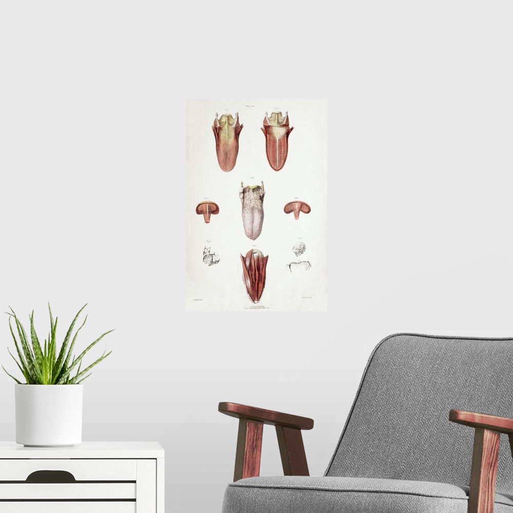 A modern room featuring Tongue anatomy. Historical anatomical artwork of a human tongue. The main diagram (centre) shows ...