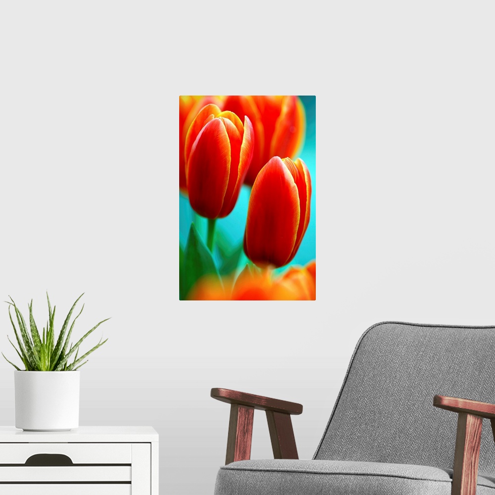 A modern room featuring Darwin hybrid tulip flowers (Tulipa 'Apeldoorn Elite').