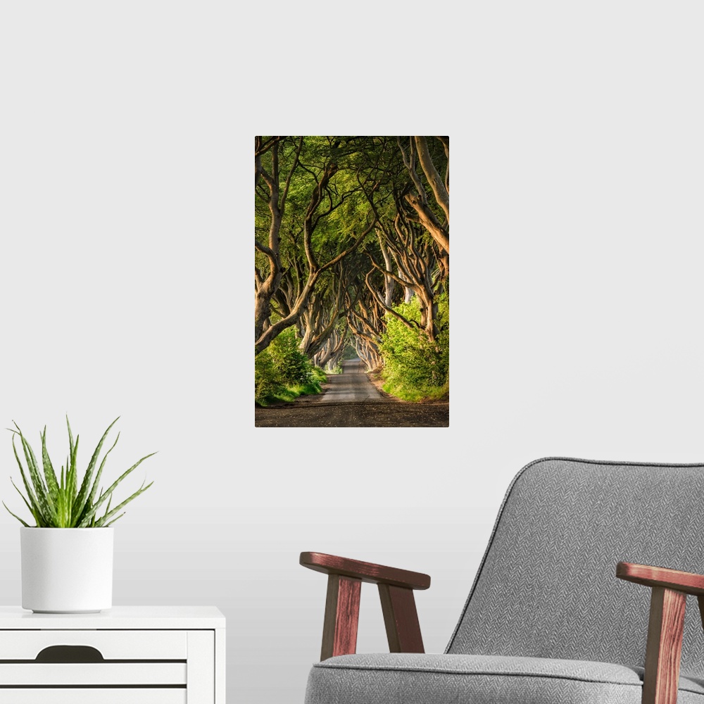 A modern room featuring The stunning Dark Hedges of Northern Ireland.