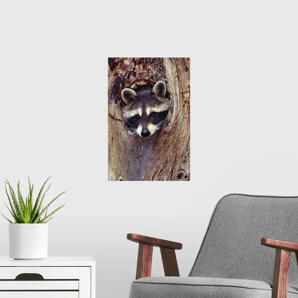 A modern room featuring Racoon Up a Tree