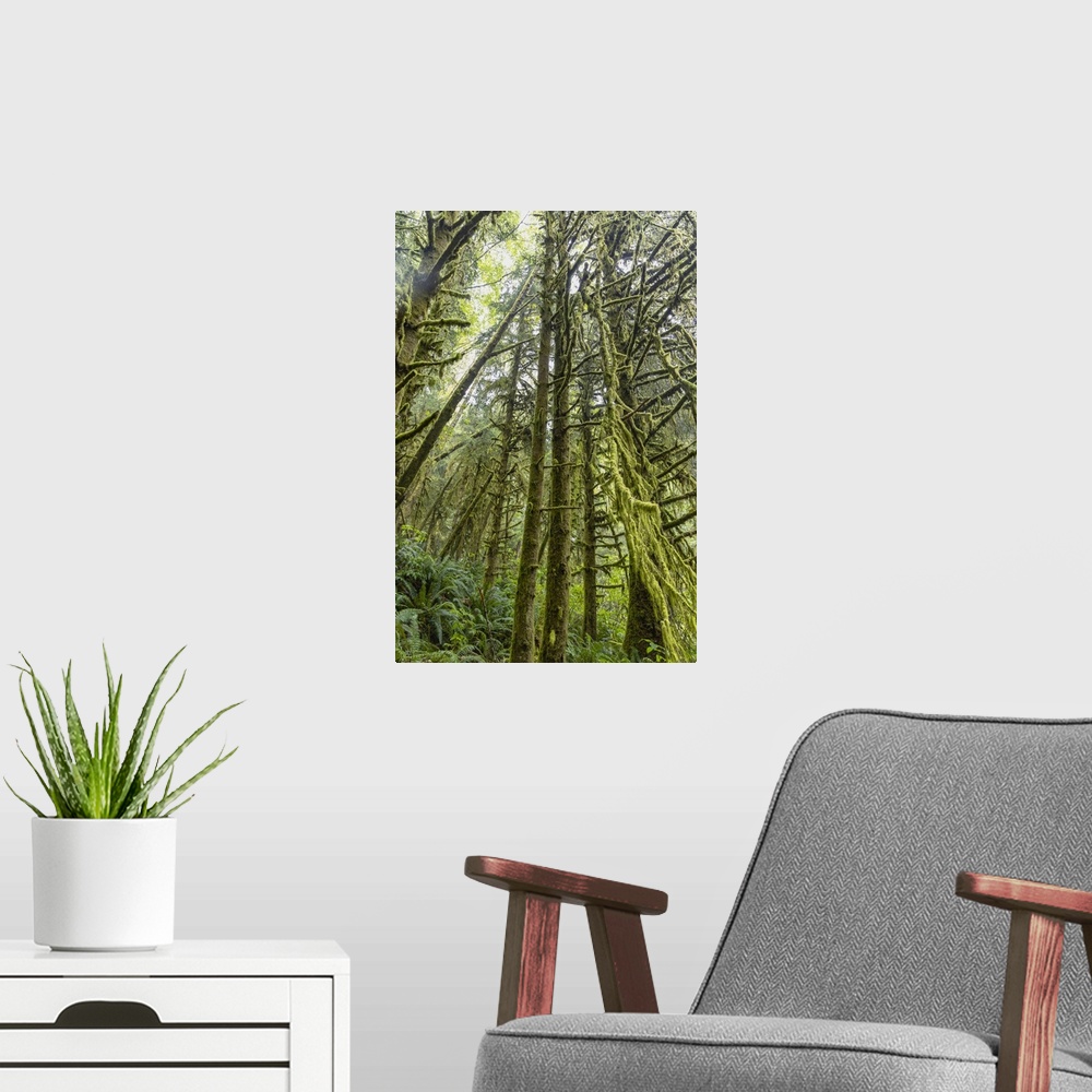 A modern room featuring The forest of Ecola State Park on the Oregon Coast.