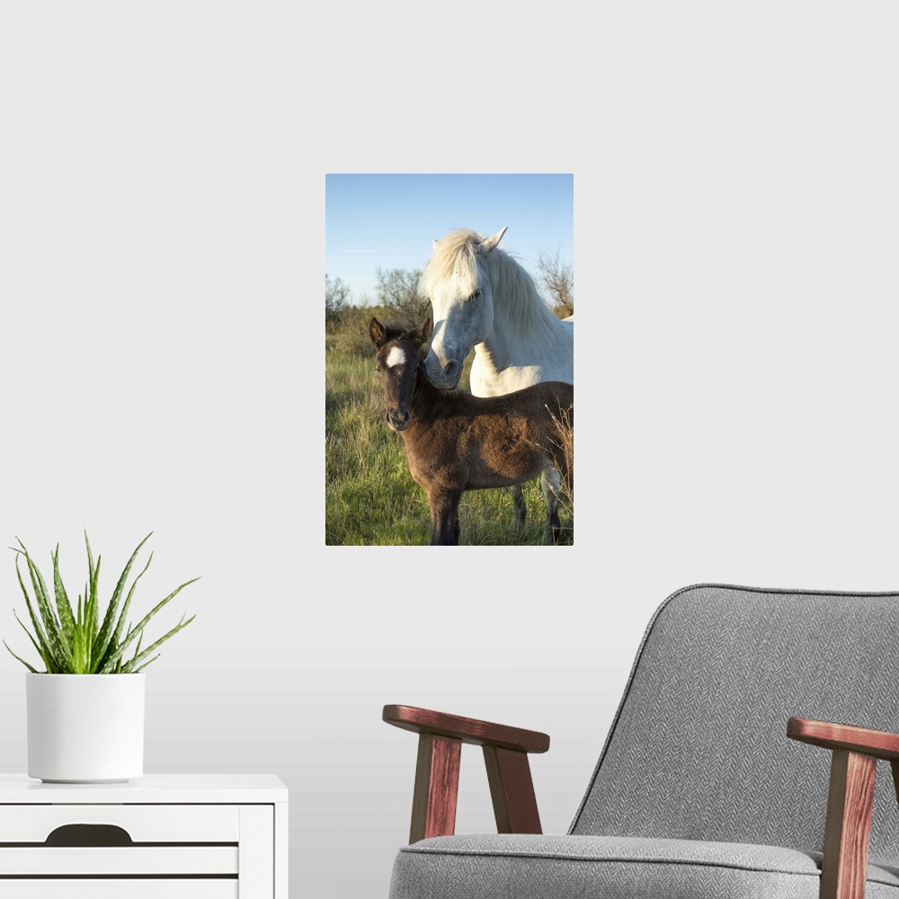 A modern room featuring White Camargue horse and baby foal in the south of France
