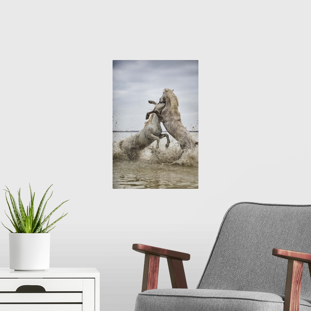 A modern room featuring White Camargue horse stallions fighting in the water