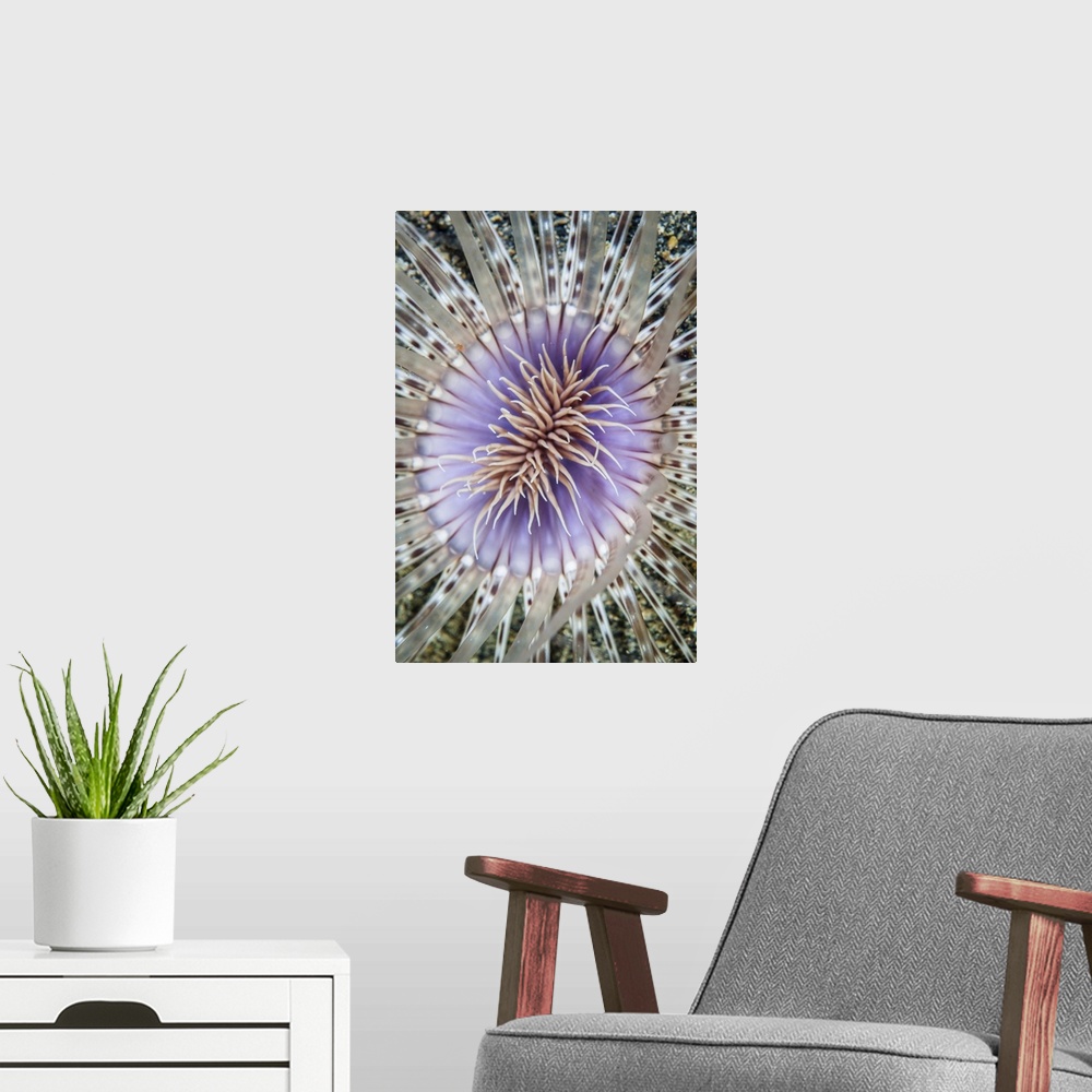 A modern room featuring Close-up of a tube anemone.