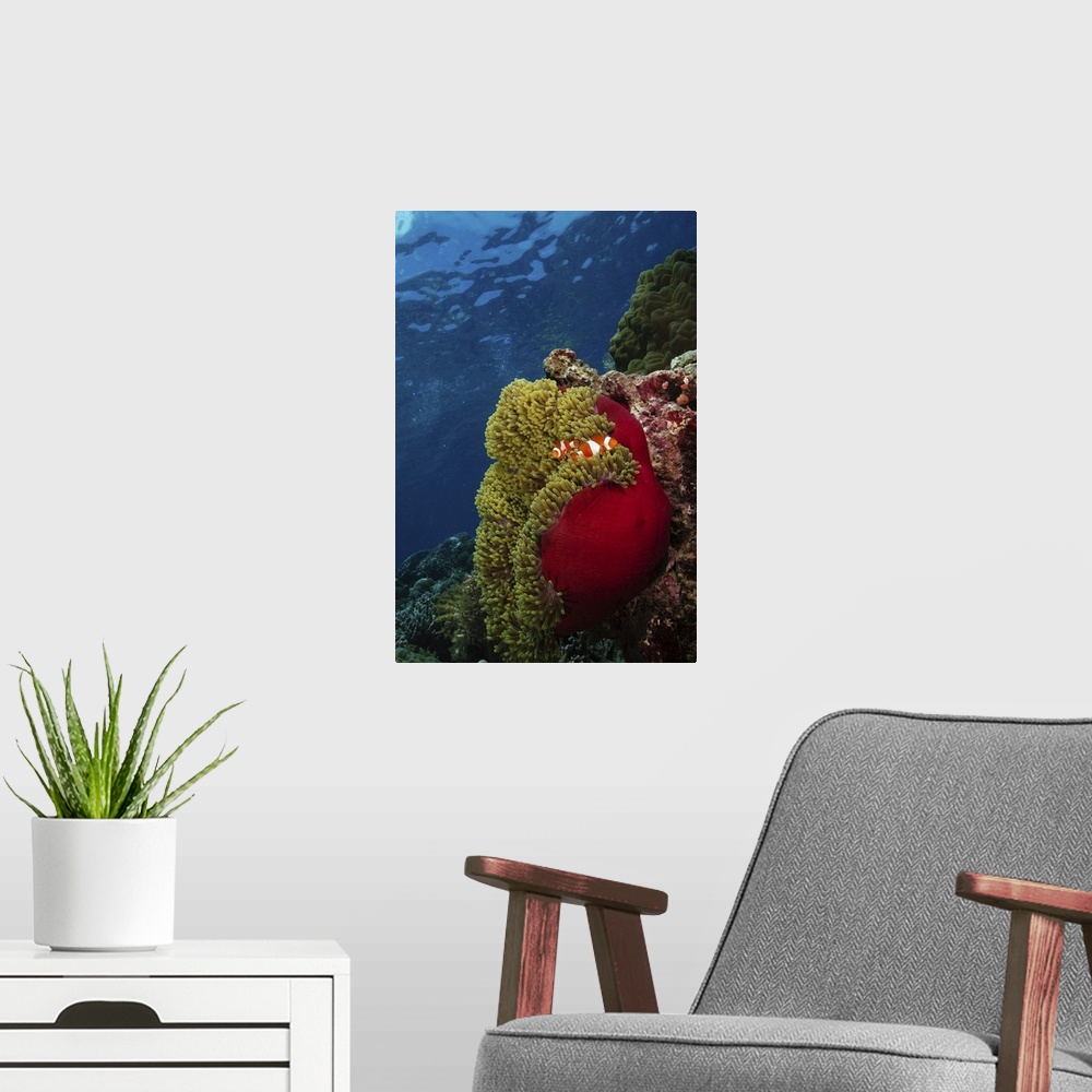 A modern room featuring Clownfish inside a red and green anemone, North Sulawesi, Indonesia.