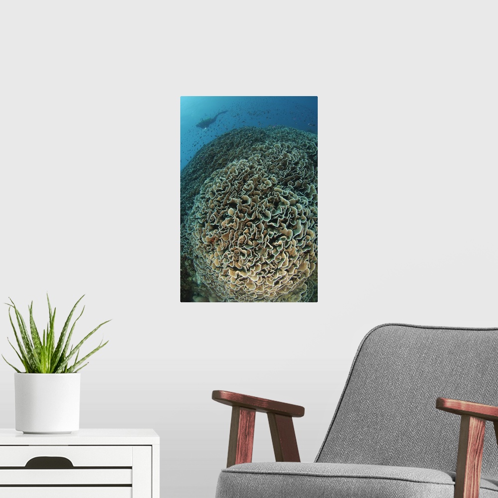A modern room featuring Diver exploring Cabbage Coral mountain, Gorontalo, Indonesia.