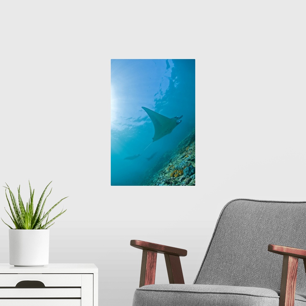 A modern room featuring Group of manta rays in blue water, Komodo, Indonesia.