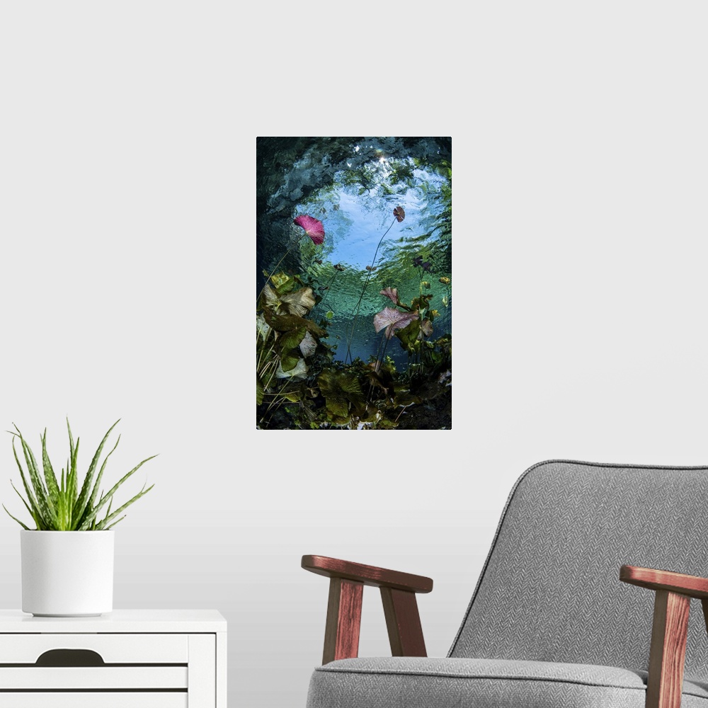 A modern room featuring Lily pads reach for the surface of the pond where the light is brightest, Caribbean Sea, Mexico.