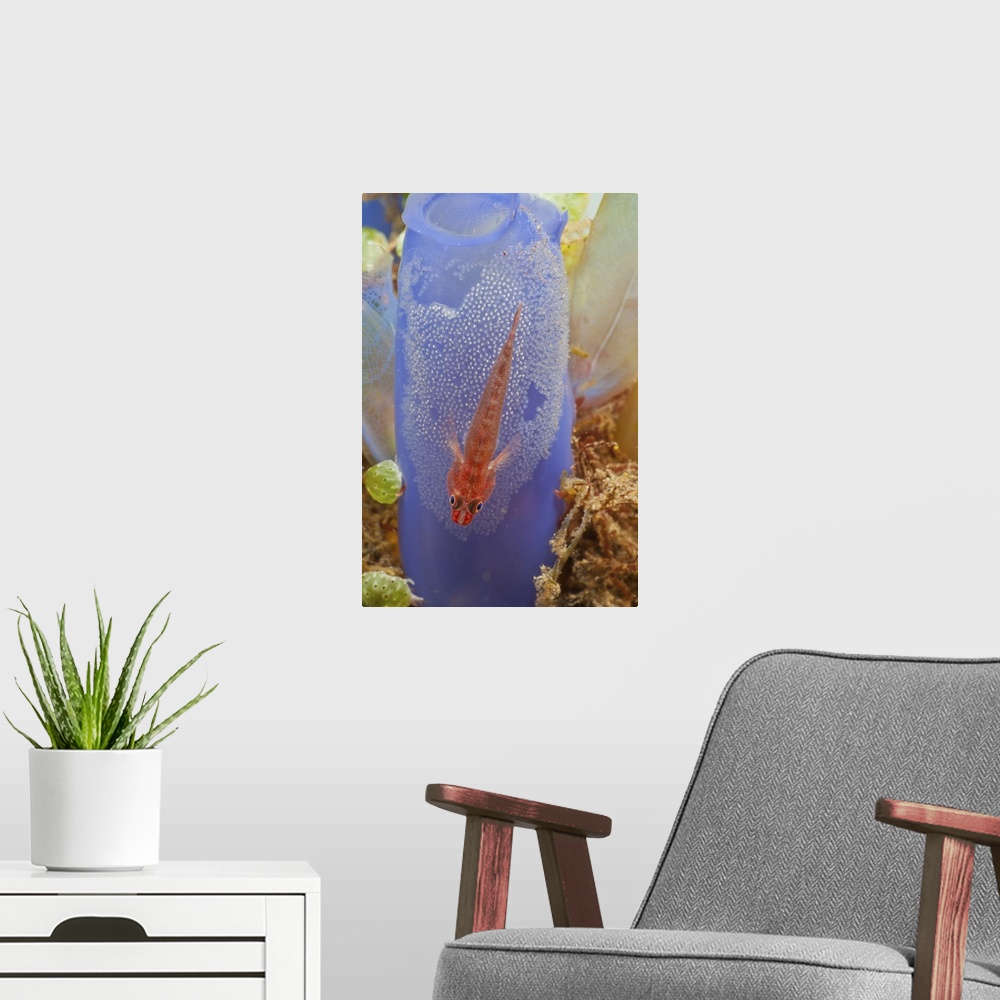 A modern room featuring Red goby with a clutch of eggs on a blue tunicate, Bali, Indonesia.