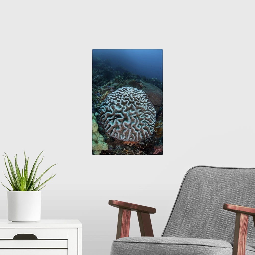 A modern room featuring Stony coral on a reef in Sulawesi, Indonesia.