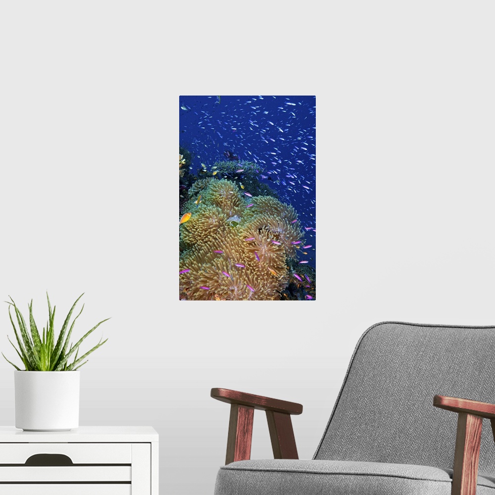 A modern room featuring Swarms of small baitfish swim above a large sea anenome, Fiji.