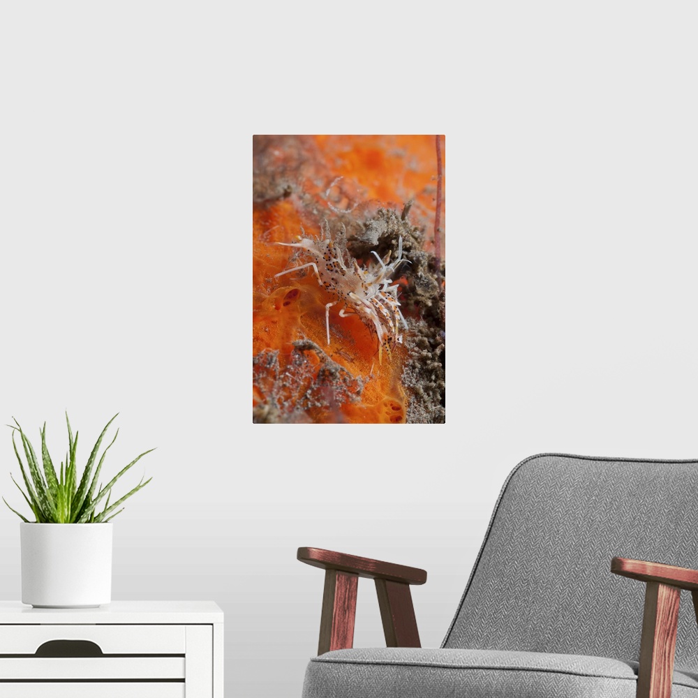 A modern room featuring Tiger shrimp on orange sponge, Bali, Indonesia.