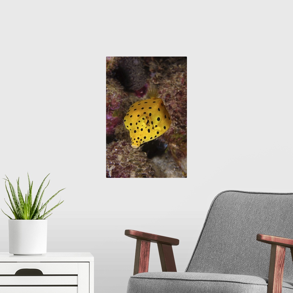 A modern room featuring Yellow boxfish, North Sulawesi, Indonesia.