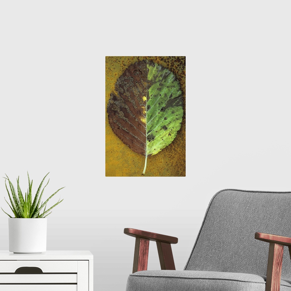 A modern room featuring Close up of back of autumn leaf of Whitebeam or Sorbus aria tree with exactly one half pale green...