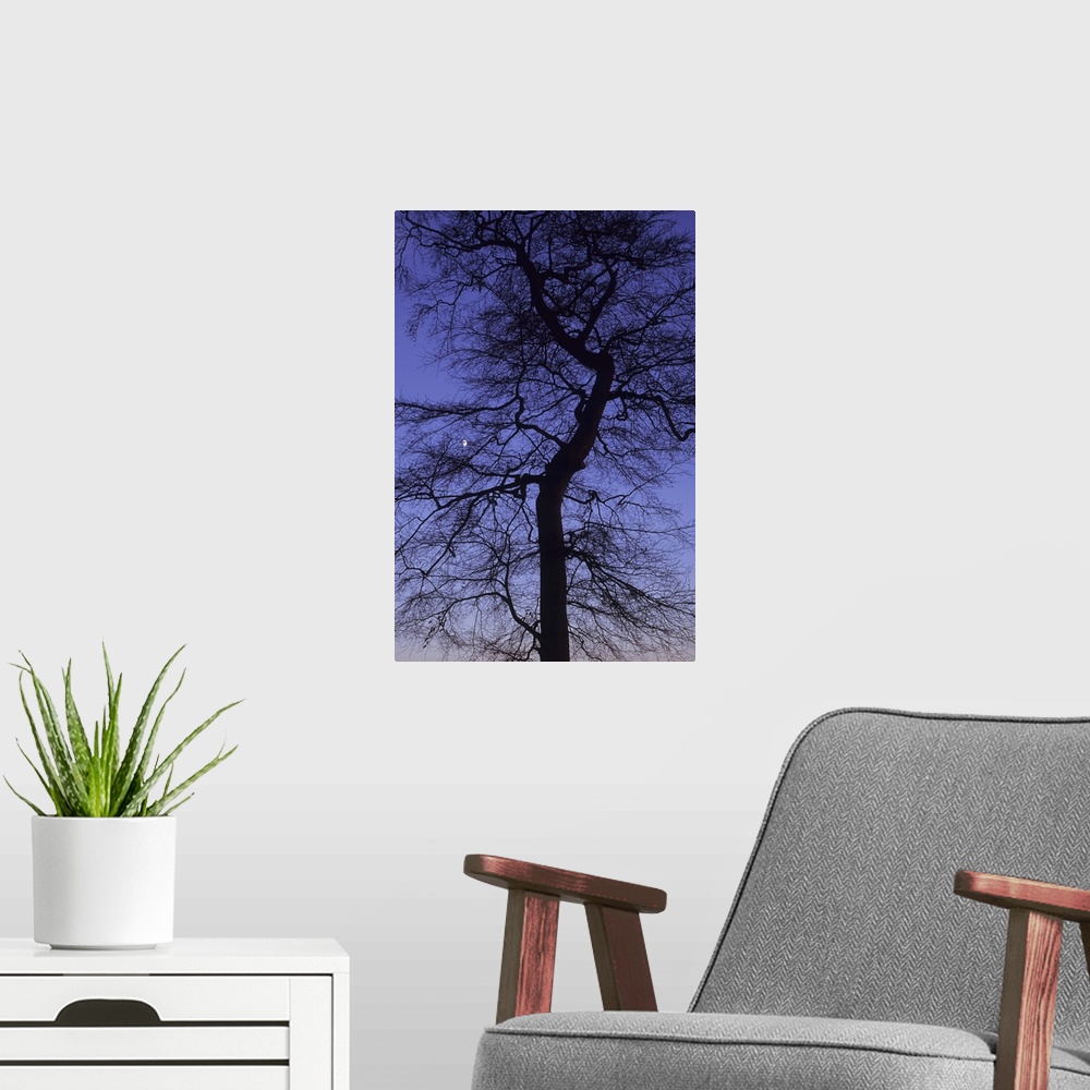 A modern room featuring Bare winter Common beech or Fagus sylvatica tree silhouetted against pink to purple evening sky w...
