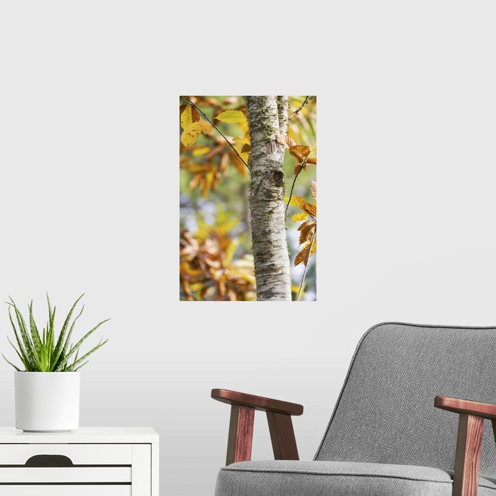 A modern room featuring Chestnut leaves in the fall