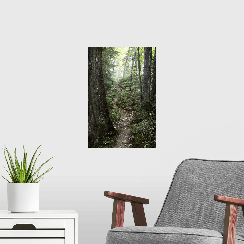 A modern room featuring A winding trail covered in fallen leaves deep in a lush green sunny forest.