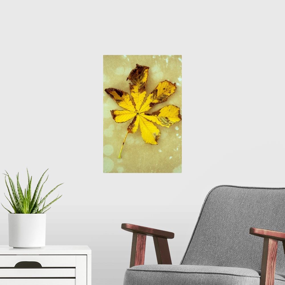 A modern room featuring Yellow and brown autumn leaf of Horse chestnut or Aesculus hippocastanum tree lying on antique paper
