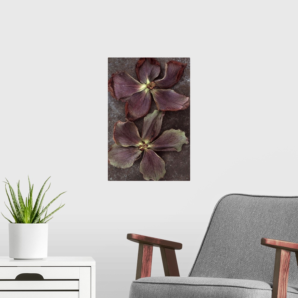 A modern room featuring Two purple dried flowers of Lenten rose or Helleborus orientalis lying on tarnished metal