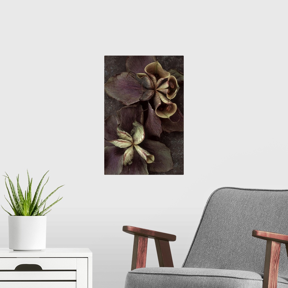 A modern room featuring Two purple dried flowers of Lenten rose or Helleborus orientalis with bursting seedpods lying on ...