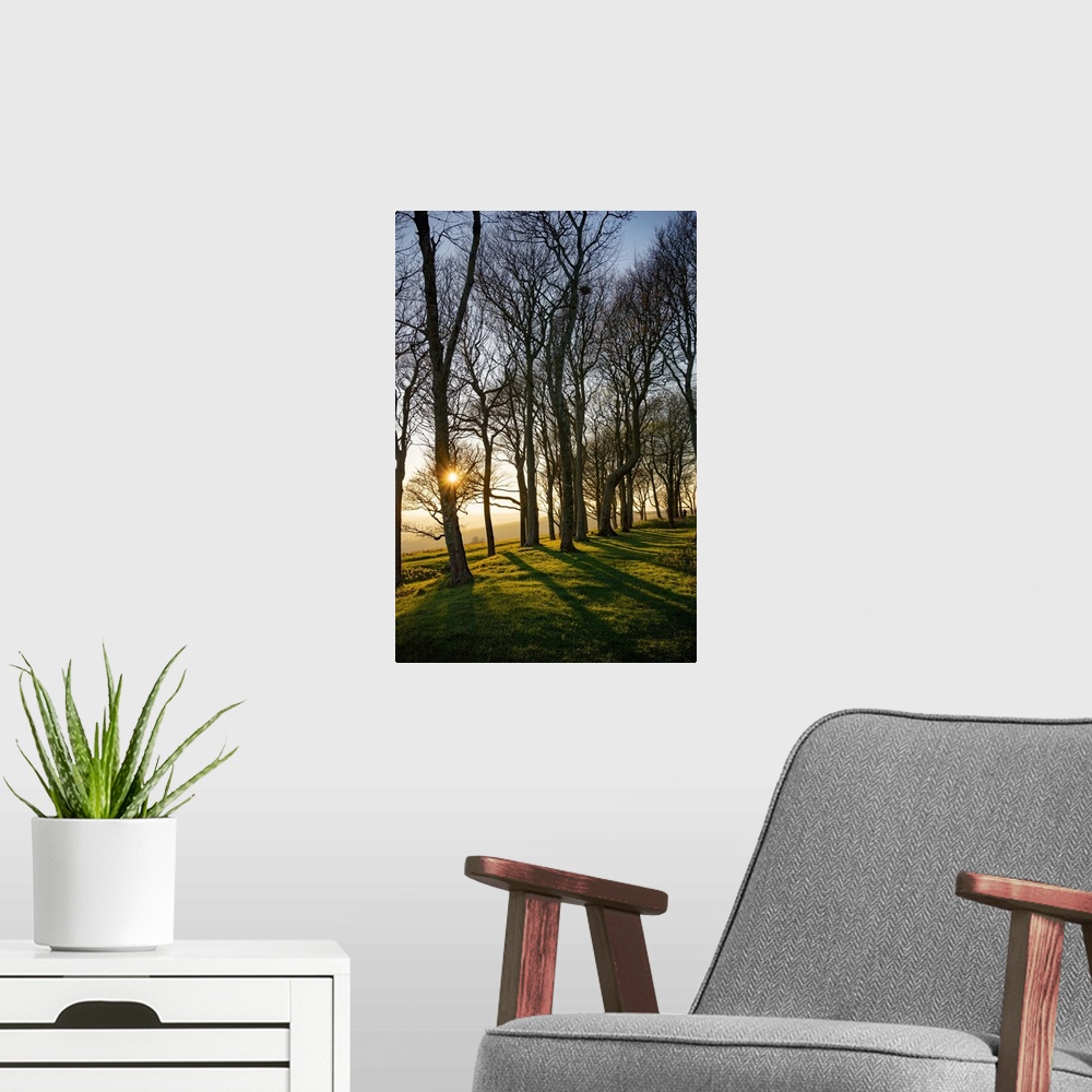 A modern room featuring The winter sun setting behind trees at Chanctonbury Ring on the South Downs in west Sussex, England.