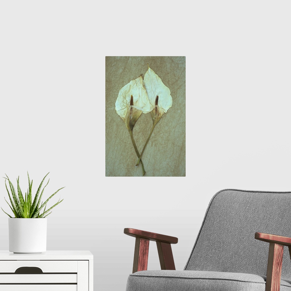 A modern room featuring Two dried flowerheads of Arum or Calla lily or Zantedeschia aethiopica Crowborough lying on rough...