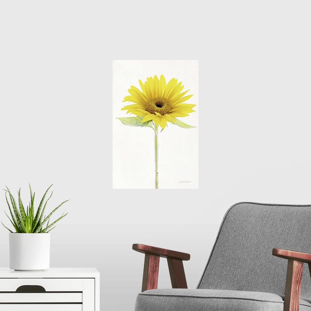 A modern room featuring Photograph of a yellow sunflower in muted tones that fade into the white background.