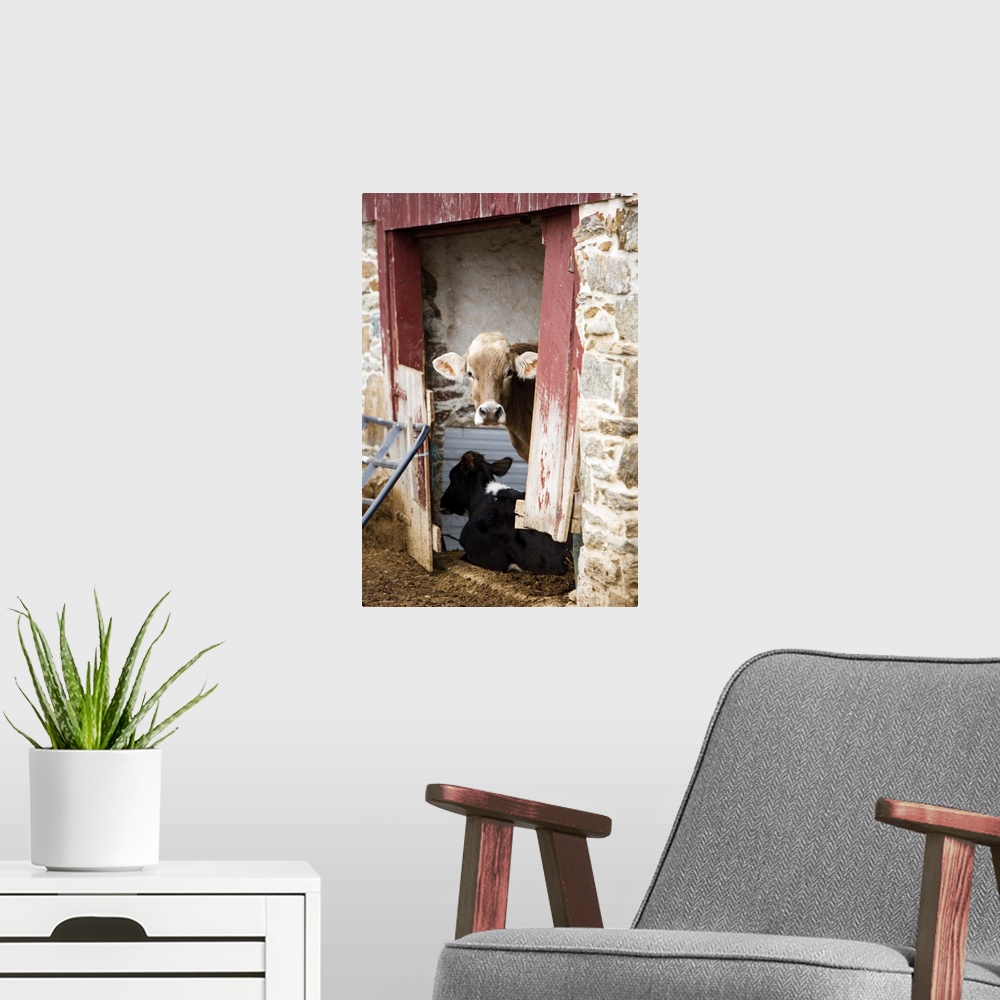 A modern room featuring Photograph of cows spending time in under shelter.
