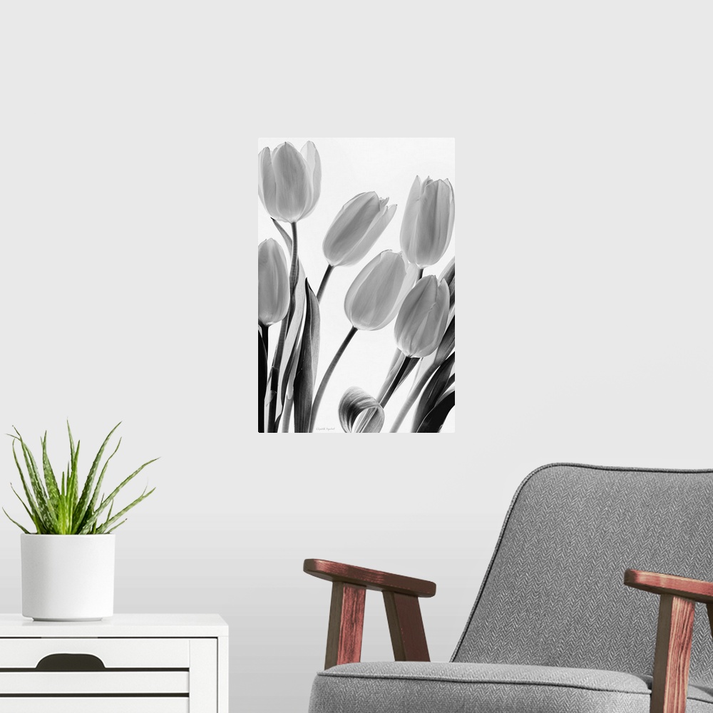 A modern room featuring Black and white still life photograph of a bouquet of tulips on a bright white background.