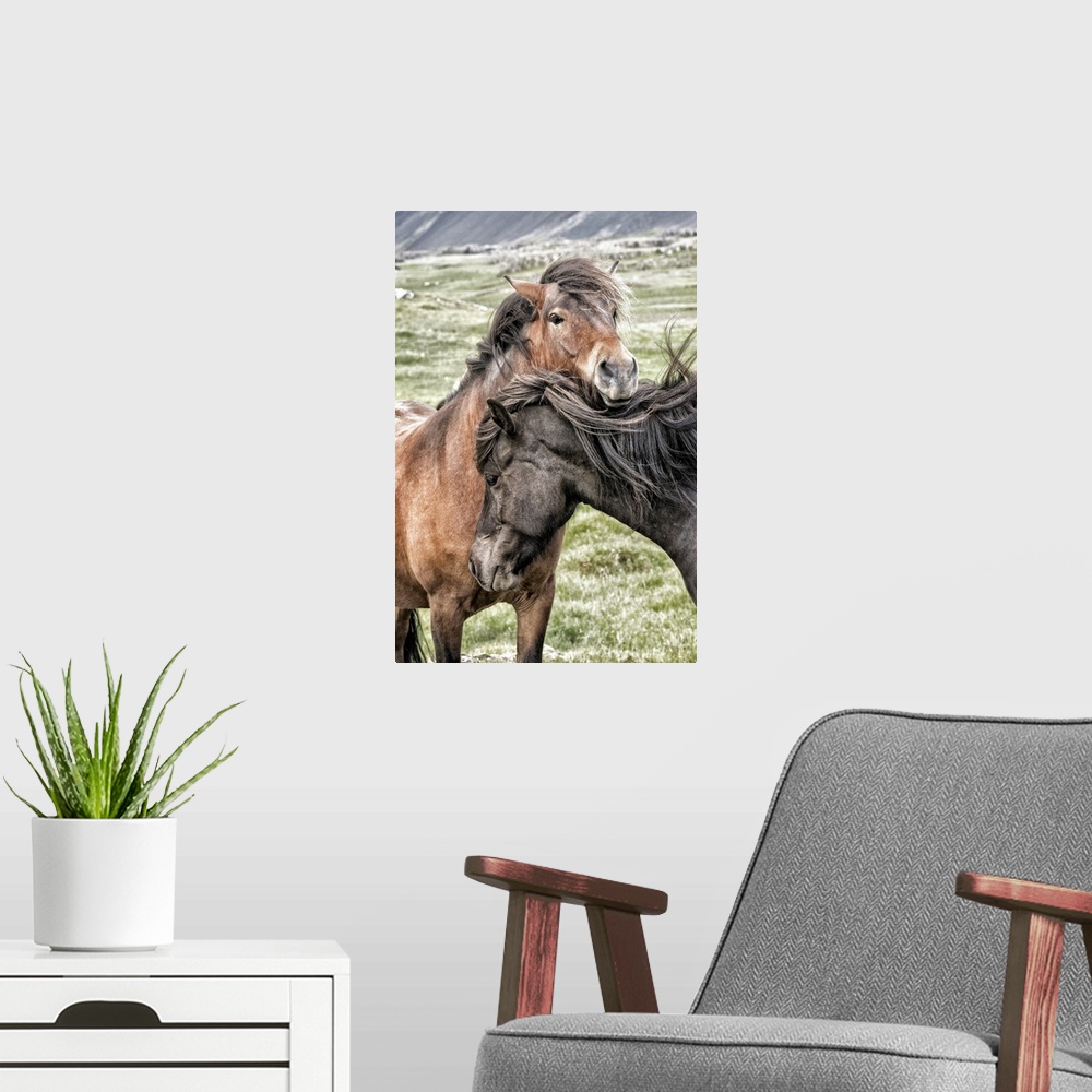 A modern room featuring Photograph of two horses in grassy field showing affection on windy day.