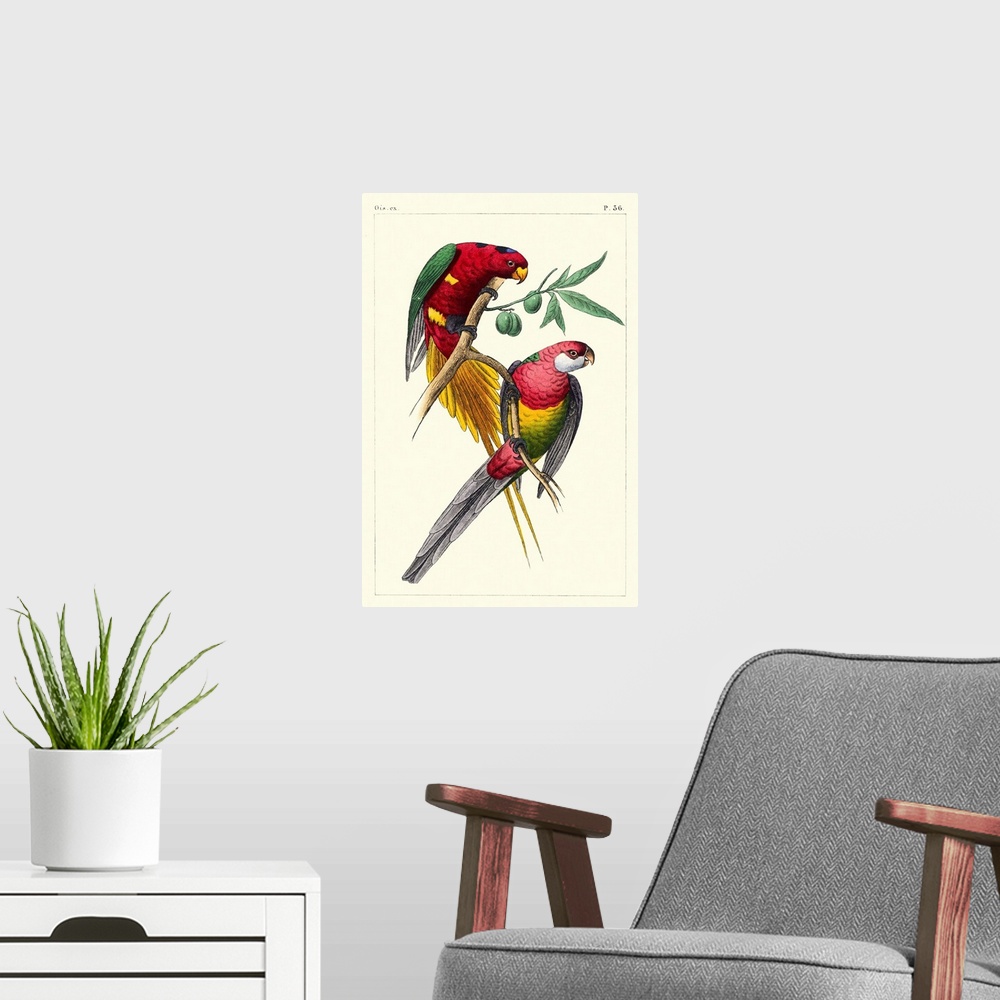 A modern room featuring Lemaire Parrots III
