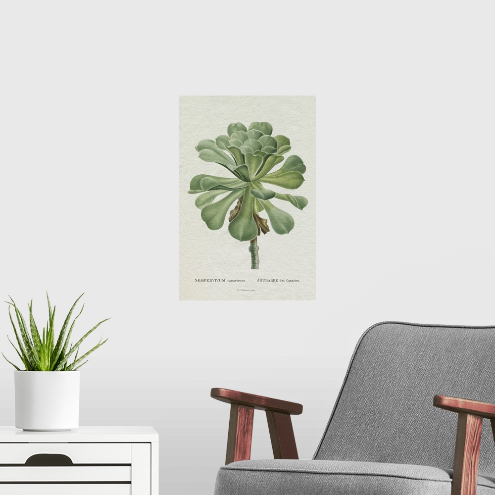 A modern room featuring Redoute Succulent V