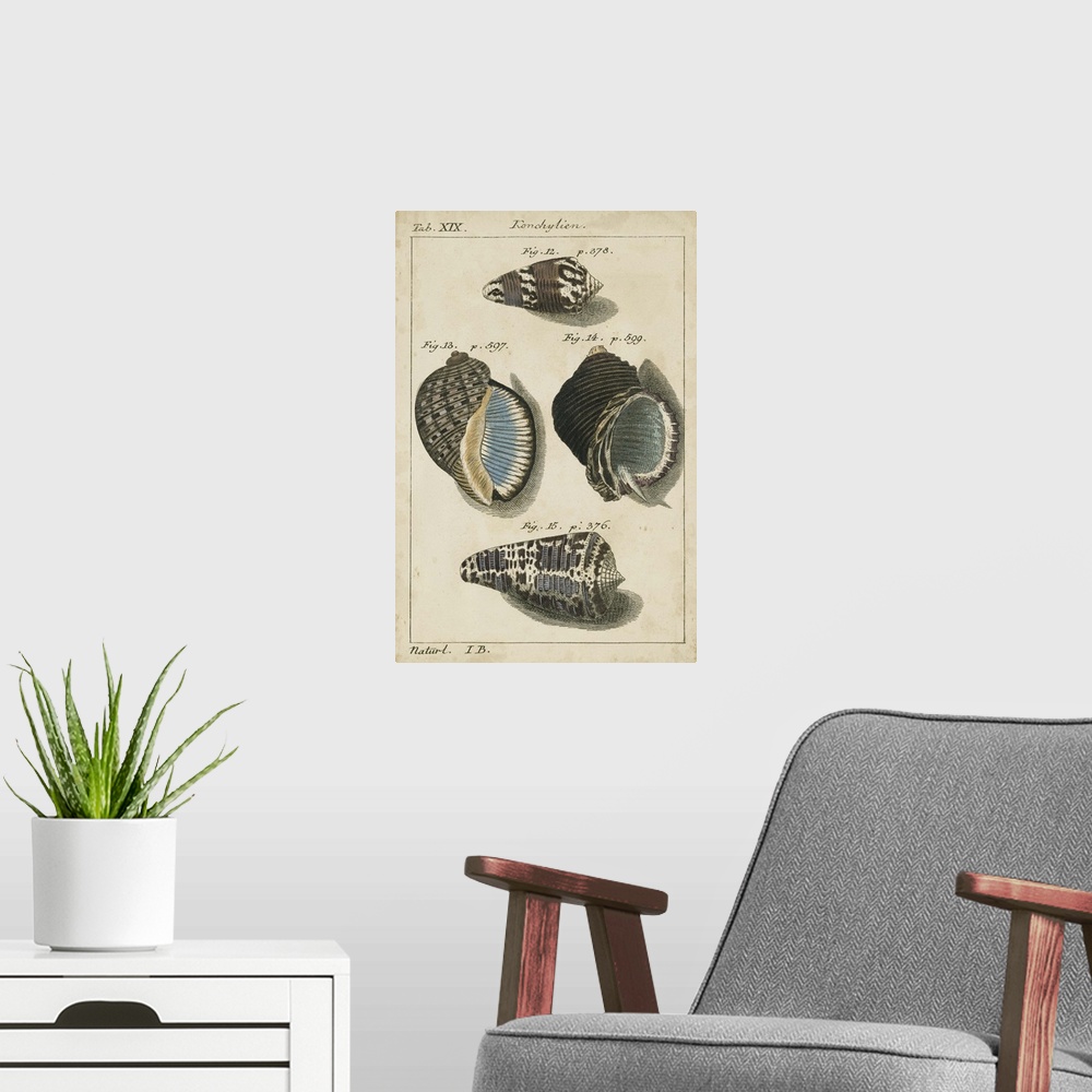 A modern room featuring Vintage Shell Study III