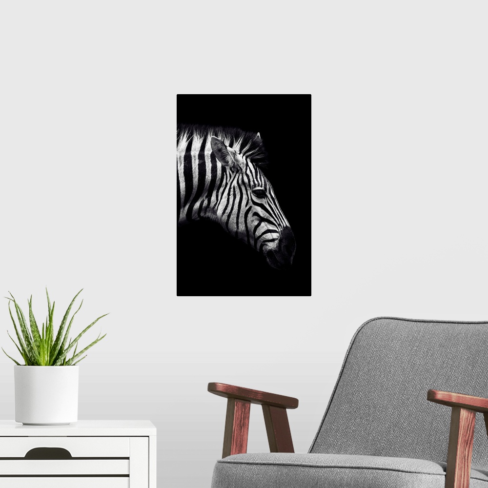 A modern room featuring Dark Zebra
