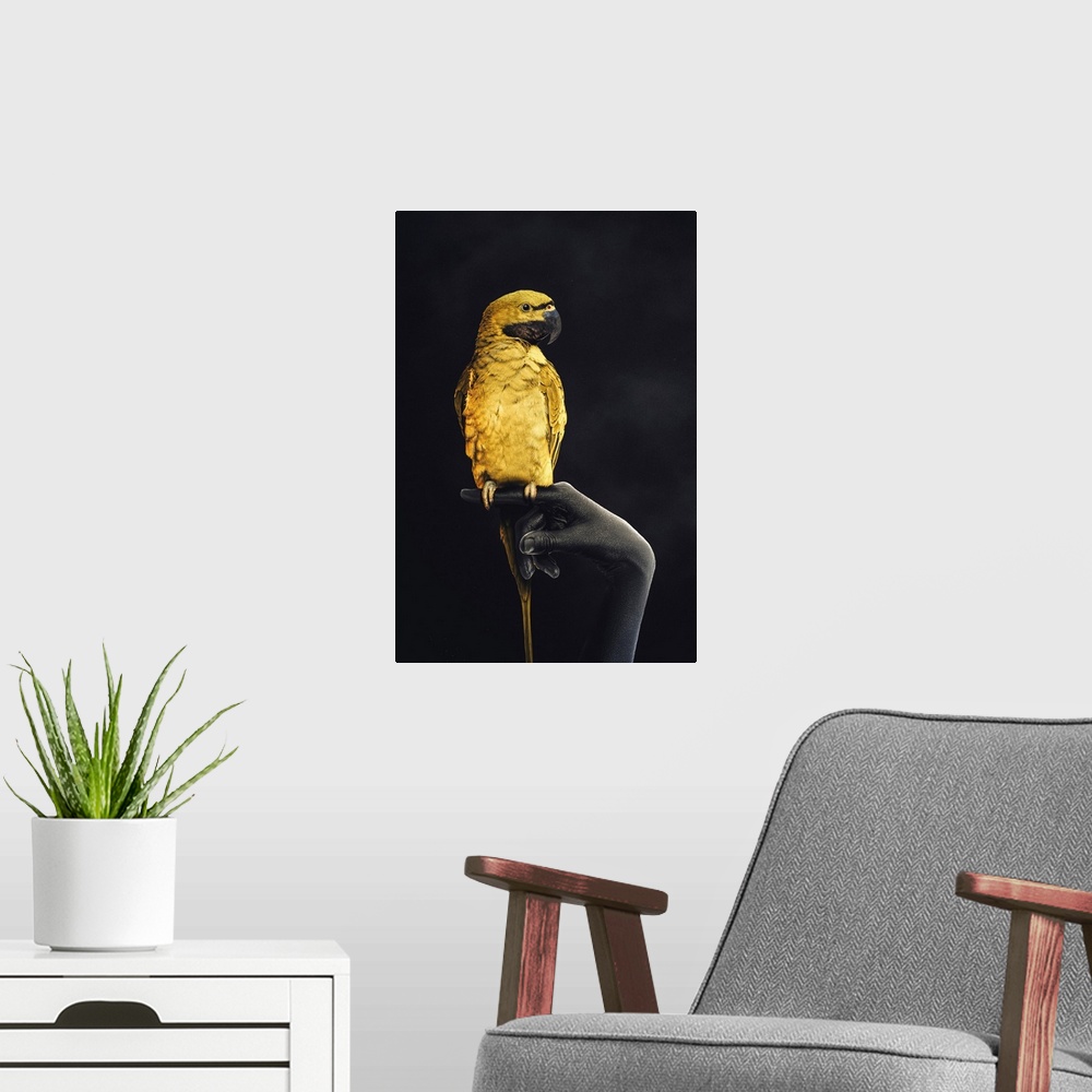 A modern room featuring Golden Parrot